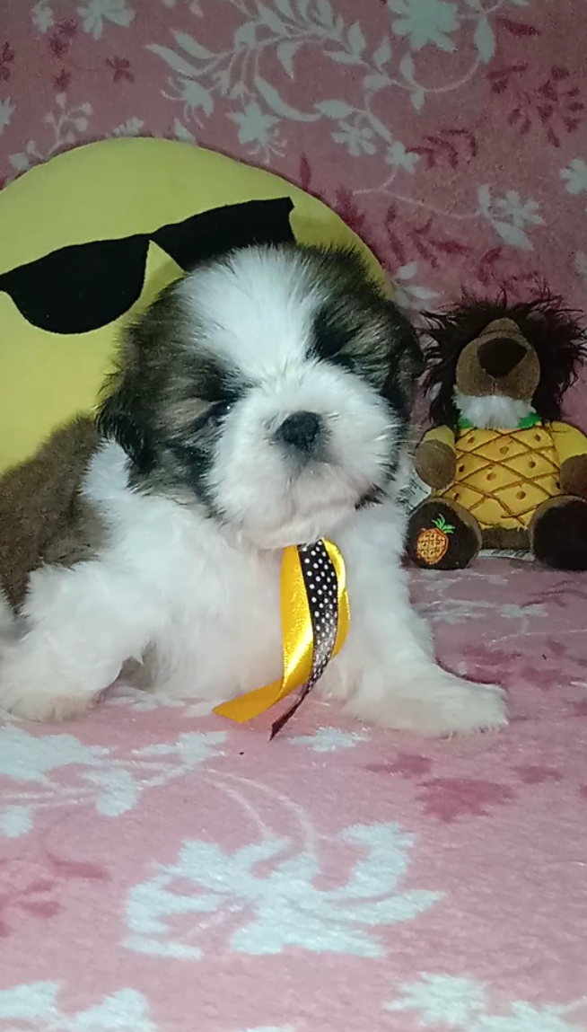 shih tzu filhote preco